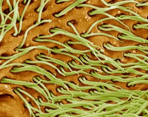 Graphics And Pattern Prints: Protozoan Cilia Print, SEM Image of Microscopic Hairs