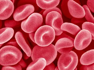 Graphics And Pattern Prints: Red Blood Cells Print - SEM Image