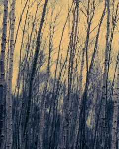 Silver Birch Tree Print
