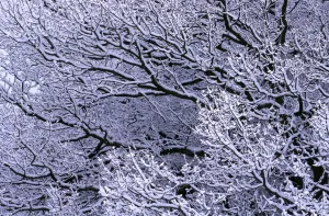 Oak Tree Branches Prints: Snow on branches