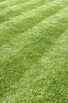 Garden Design Ideas Prints: Grass lawn