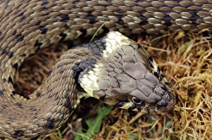 Natrix Natrix Prints: Grass snake