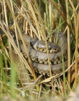 Grass snake Print: A 120cm non-venomous reptile resting in the UK grass