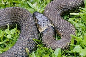 Grass snake Print in grass