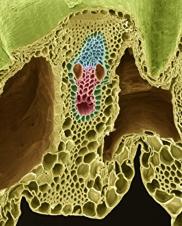 Plant Vascular System Prints: Grass stem, SEM