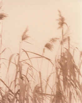 Time Exposure Print of Grasses Blowing in the Wind
