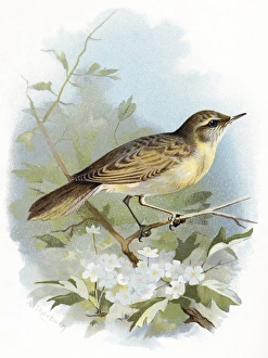 Grasshopper warbler, historical artwork Grasshopper warbler, historical artwork