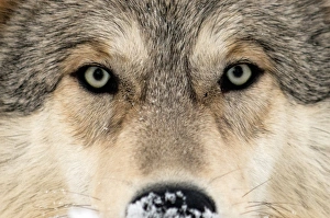 Images Dated 26th January 2014: Gray wolf face Print