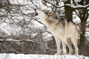 Canis Lupus Behavior Prints: Gray wolf howling
