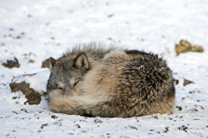 Gray Wolf Behavior Prints: Gray wolf sleeping