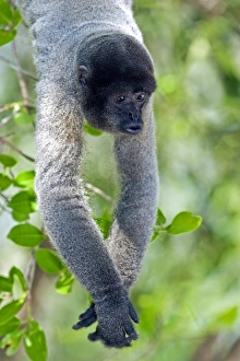 Endangered Primate Species Prints: Gray woolly monkey