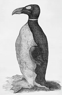 Great Auk (Pinguinus impennis), engraving Great Auk (Pinguinus impennis), engraving