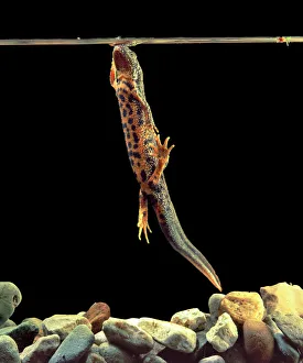 Great crested newt Great crested newt