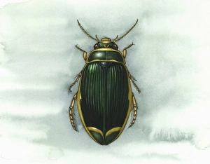 Dytiscus Marginalis Prints: Great diving beetle, artwork