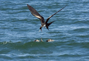 Great frigatebird and blue-footed booby Great frigatebird and blue-footed booby