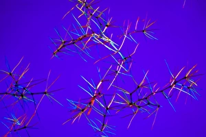 Polarised Light Micrograph Prints: Great mullein hairs, light micrograph