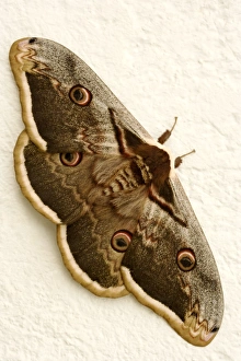 Prints of Great peacock moth (Saturnia pyri). This is the largest moth native to Europe. It has a wingspan of up to 15 centimetres and very distinctive ringed eye spots on its wings Images Dated 2006 July: Print of a Great peacock moth with distinctive ringed eye spots