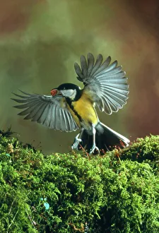 Prints of Great tit. High-speed photograph of a great tit, Parus major, taking off with a nut in its beak. This is one of the largest of the tits and lives in mixed woodland, farmland and semi-open areas Images Dated 2004 March: High-speed photograph of a great tit in flight