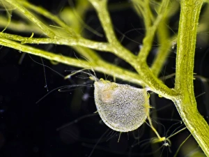Carnivorous Plants Prints: Greater bladderwort, light micrograph