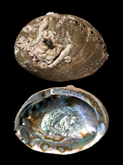 California Marine Life Prints: Green abalone shells C016 / 6054