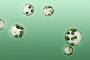 Images Dated 17th January 2008: Green Algae Colonies Print