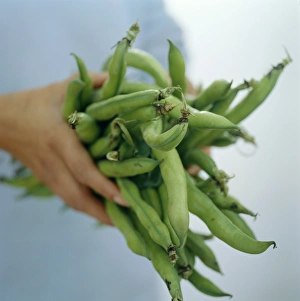 Plant Identification Guide Prints: Green beans
