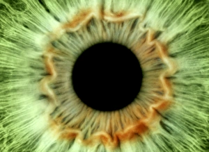 Eye Anatomy Prints: Green eye