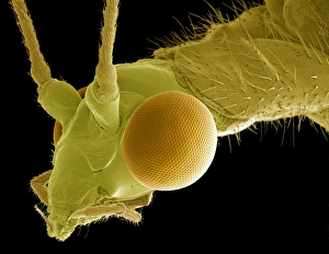 Scanning Electron Micrograph Insects Prints: Green lacewing, SEM