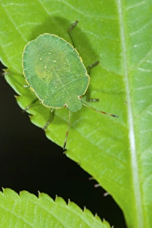 Green Leaf Insects Prints: Green shield bug