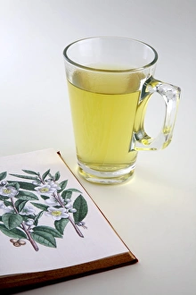 Green Tea Benefits Prints: Green Tea