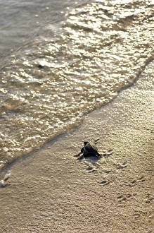 Prints of Green turtle hatchling (Chelonia mydas) making its way to the waters edge. The female green turtle lays between 100 to 200 eggs per litter Images Dated 2007 May: Green turtle hatchling making its way to the waters edge, Print
