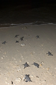 Sea Turtle Conservation Prints: Green turtle hatchlings