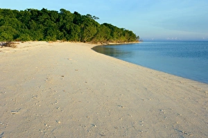Turtle Conservation Efforts Prints: Green turtle nesting beach