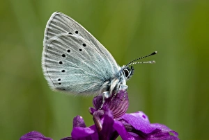 Glaucopsyche Alexis Prints: Green-underside Blue Butterfly