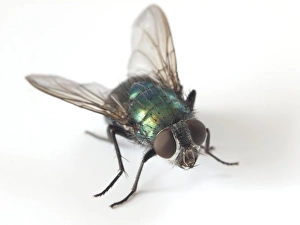 Garden Pests UK Prints: Greenbottle fly