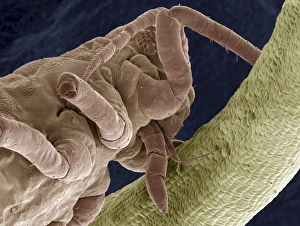 Compound Eye Structure Prints: Greenfly, SEM