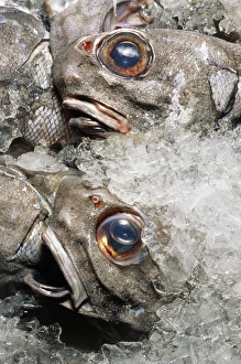 Grenadier fish packed in ice after being caught Grenadier fish packed in ice after being caught