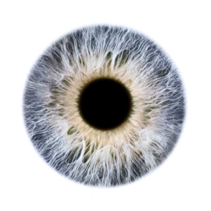 Grey Eye Print: Close-up of iris and pupil