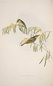Grey-headed honeyeaters, artwork C013/6429 Grey-headed honeyeaters, artwork C013/6429