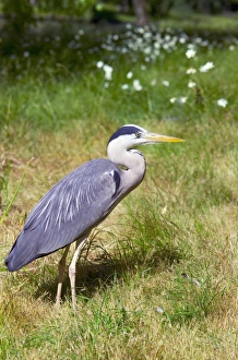 UK Wildlife Photos Prints: Grey heron