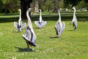 UK Wildlife Photos Prints: Grey herons