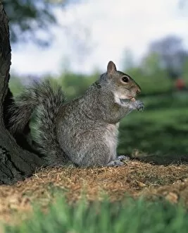 Images Dated 11th June 2002: Grey squirrel