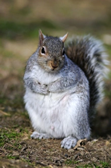 Spring Wildlife UK Prints: Grey squirrel sitting on the ground