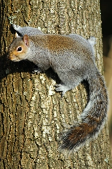 Grey Squirrel Prints: Grey squirrel on a tree