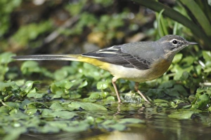 March Bird Sightings Prints: Grey Wagtail in stream