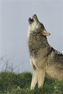 Canis Lupus Wildlife Prints: Grey wolf howling