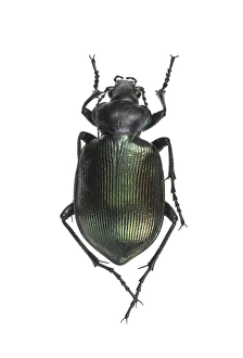 Ground Beetle Species Prints: Ground beetle C016 / 2096