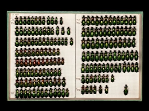 Images Dated 21st December 2012: Ground Beetle Specimen Print