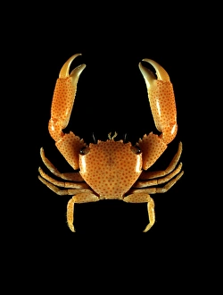 Images Dated 6th December 2012: Guard crab Print, 2cm wide carapace