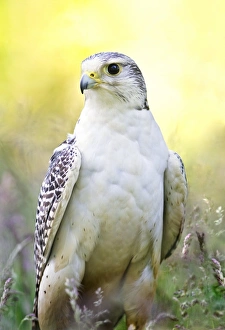 British Bird Of Prey Prints: Gyrfalcon